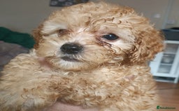 Maltipoo dogs for sale: Gorgeous apricot shade teddy bear MALTIPOO puppies - Image 24
