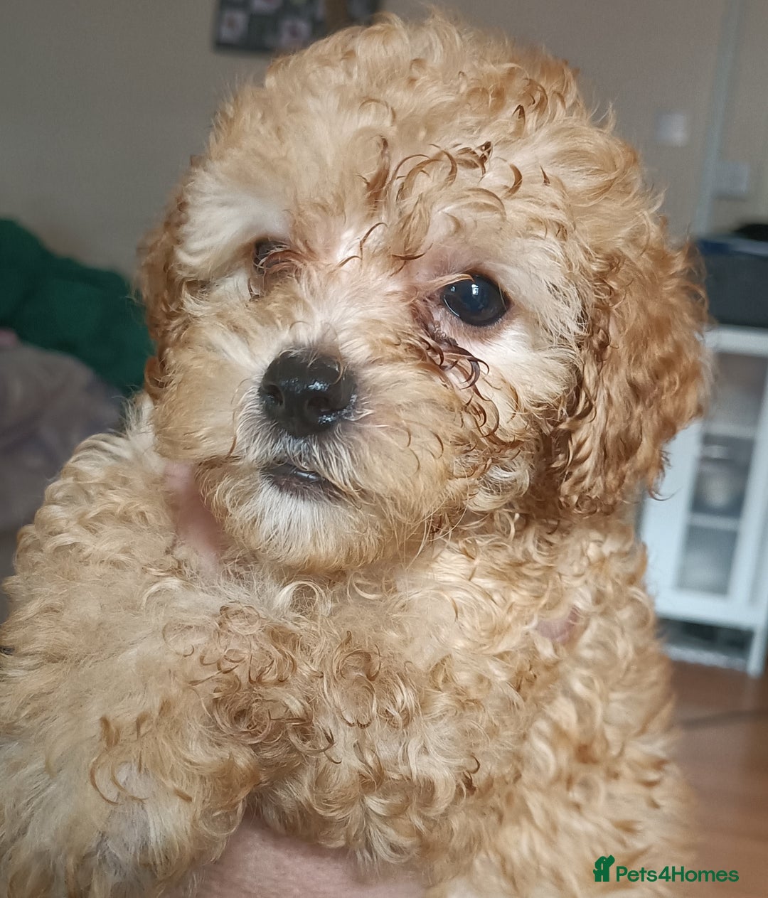 Maltipoo dogs for sale: Gorgeous apricot shade teddy bear MALTIPOO puppies - Image 24
