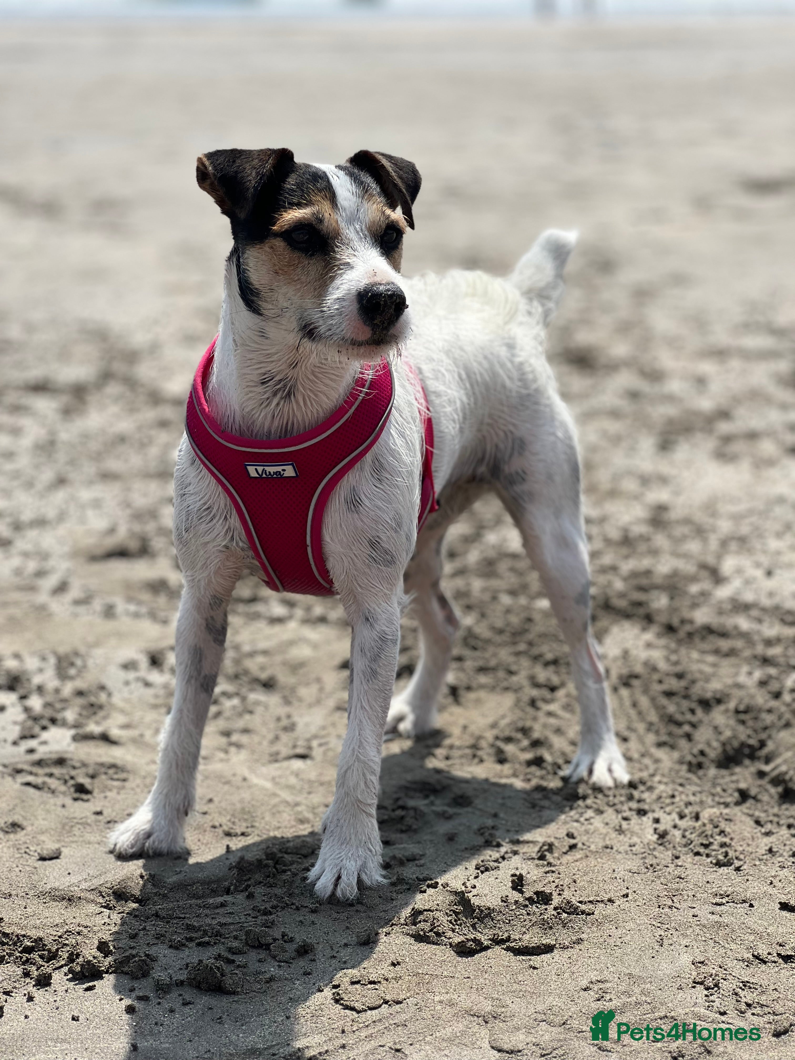 Parson Russell dogs Stunning Parsons Russel Puppies - Advert 2