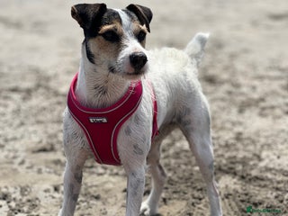 Parson Russell dogs Stunning Parsons Russel Puppies - Advert 2