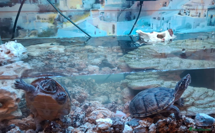 Turtle reptiles - Advert 1