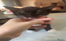 British Shorthair cats for sale: British shorthaired cross Persian  - Image 5