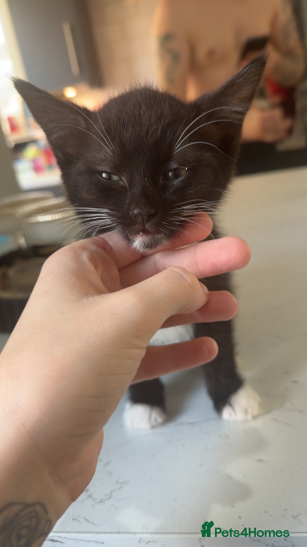 British Shorthair cats for sale: British shorthaired cross Persian  - Image 5