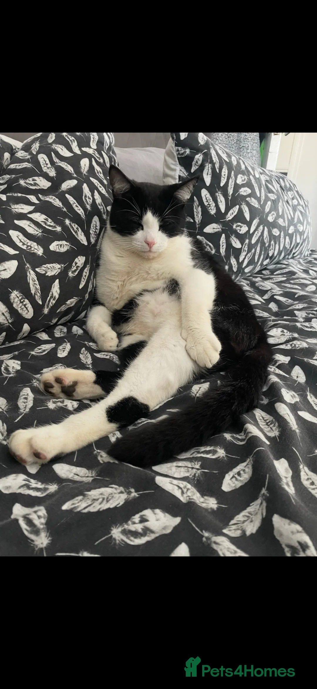 British Shorthair cats for sale: Beautiful 5 year old male cat - Advert 10