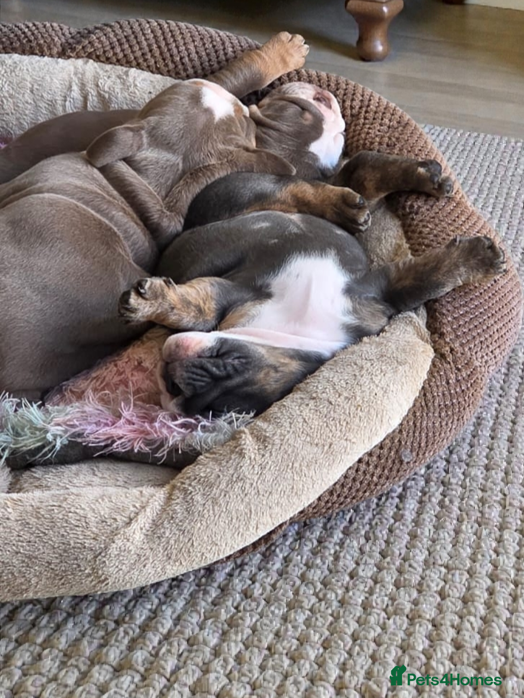 English Bulldog dogs for sale: English bulldog girls - Advert 7