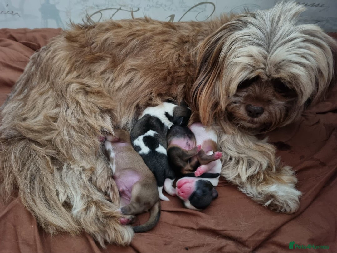 Shih Tzu dogs for stud: KC registered stud dog in Cullompton - Image 11