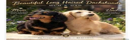 Miniature Dachshund dogs for sale: Kc Long haired Minature dachshund  - Advert 1