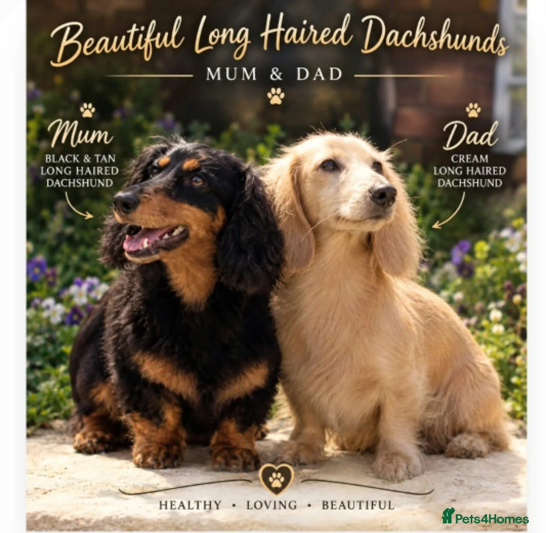 Miniature Dachshund dogs for sale: Kc Long haired Minature dachshund  - Advert 1