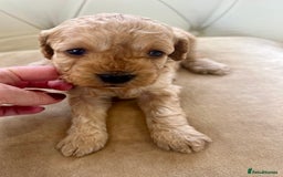 Cockapoo dogs for sale: 4⭐️Licensed Breeder Cockapoo Puppies - Image 5