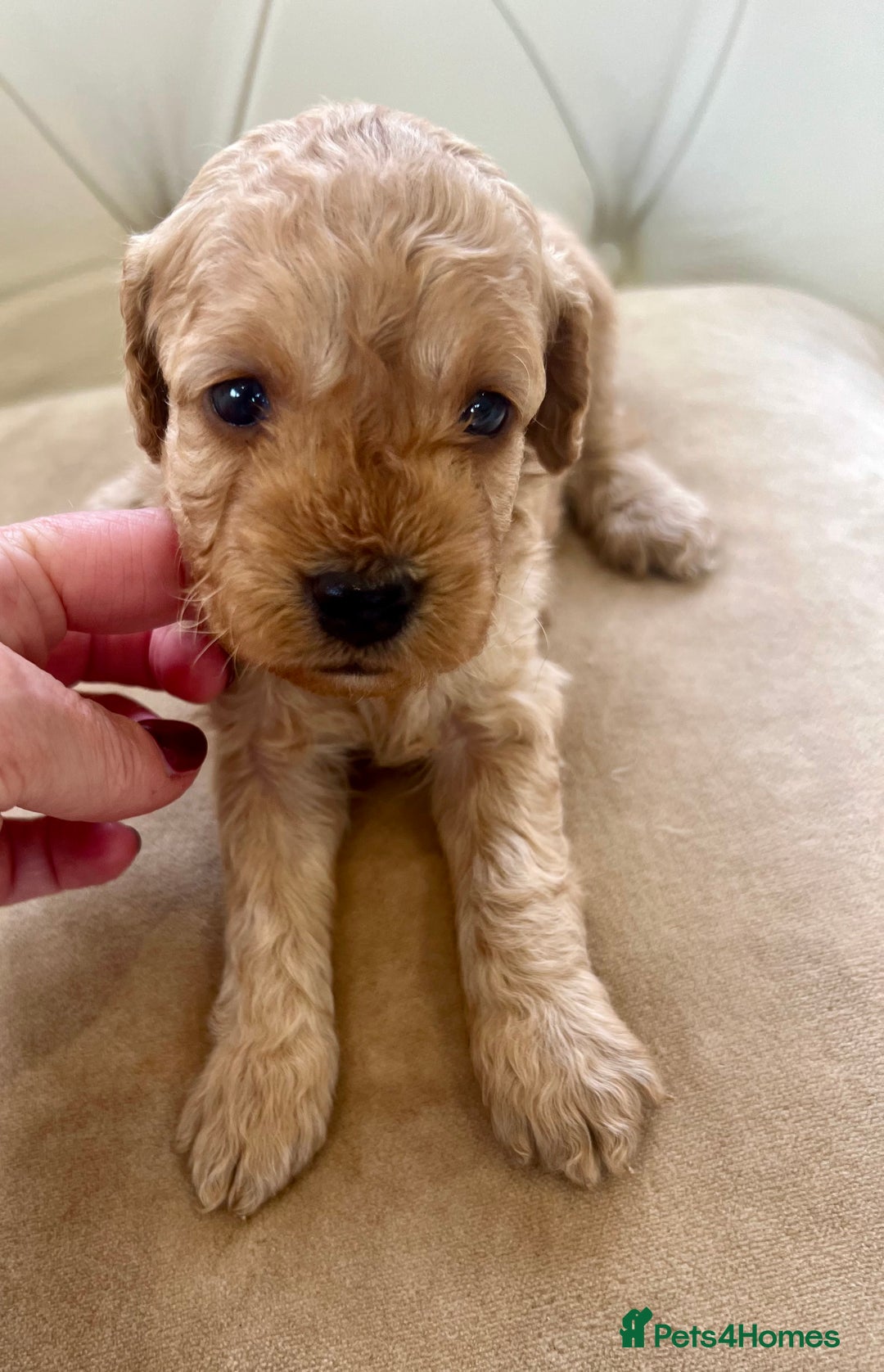 Cockapoo dogs for sale: 4⭐️Licensed Breeder Cockapoo Puppies - Image 5