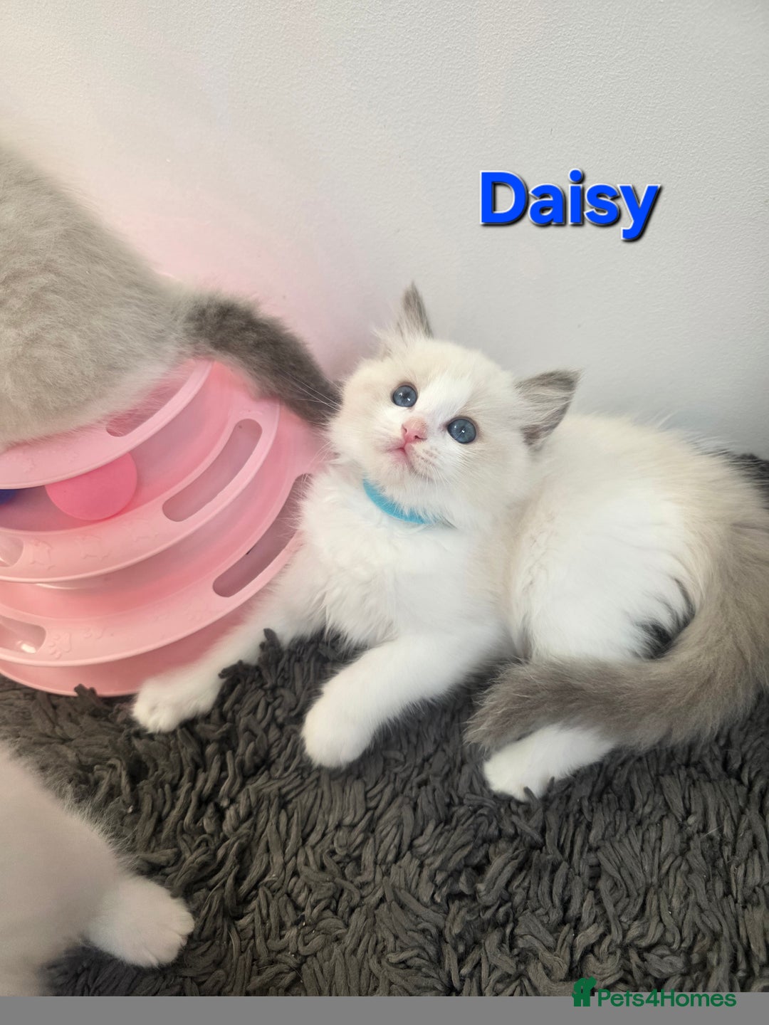 Ragdoll cats for sale: GCCF registered ragdoll kittens  - Advert 13