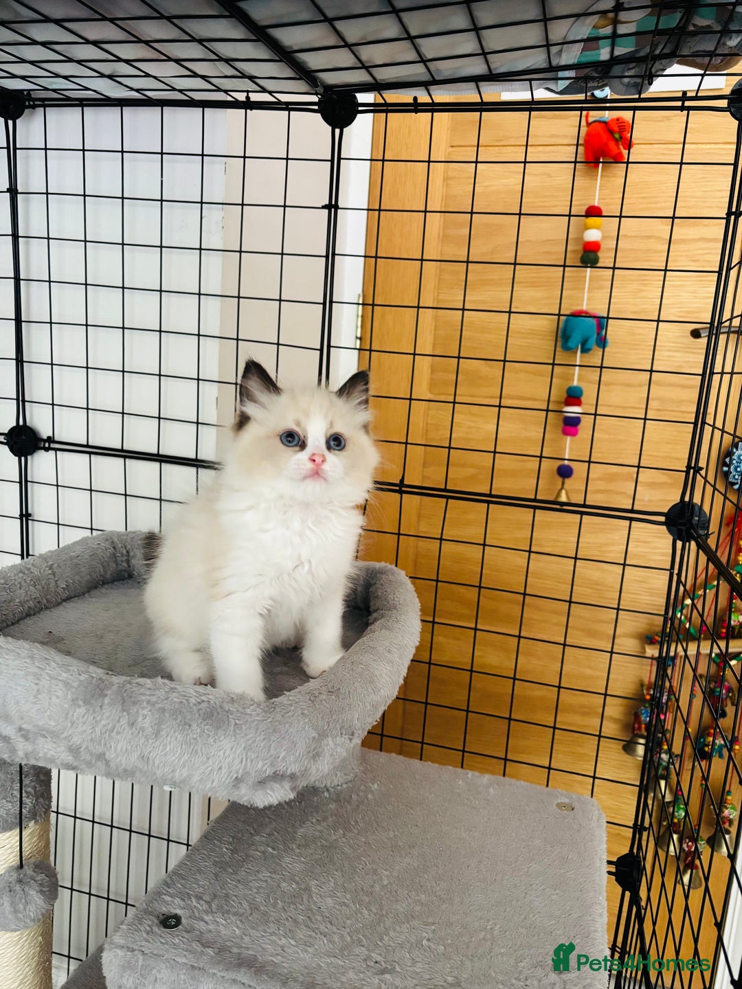 Ragdoll cats for sale: Beautiful ragdoll kittens  - Image 6