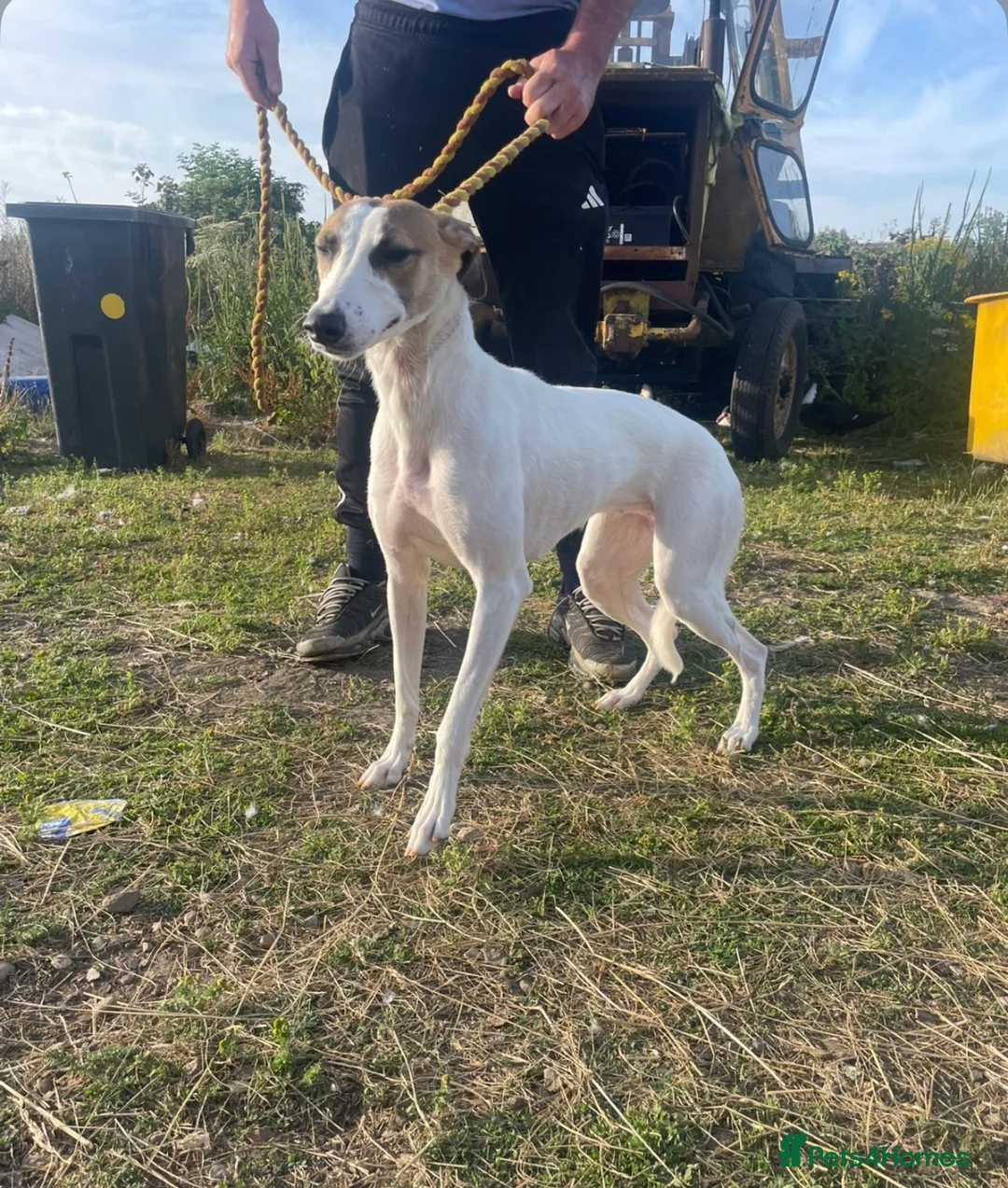 Lurcher dogs for sale: Lurcher bitch  - Advert 1