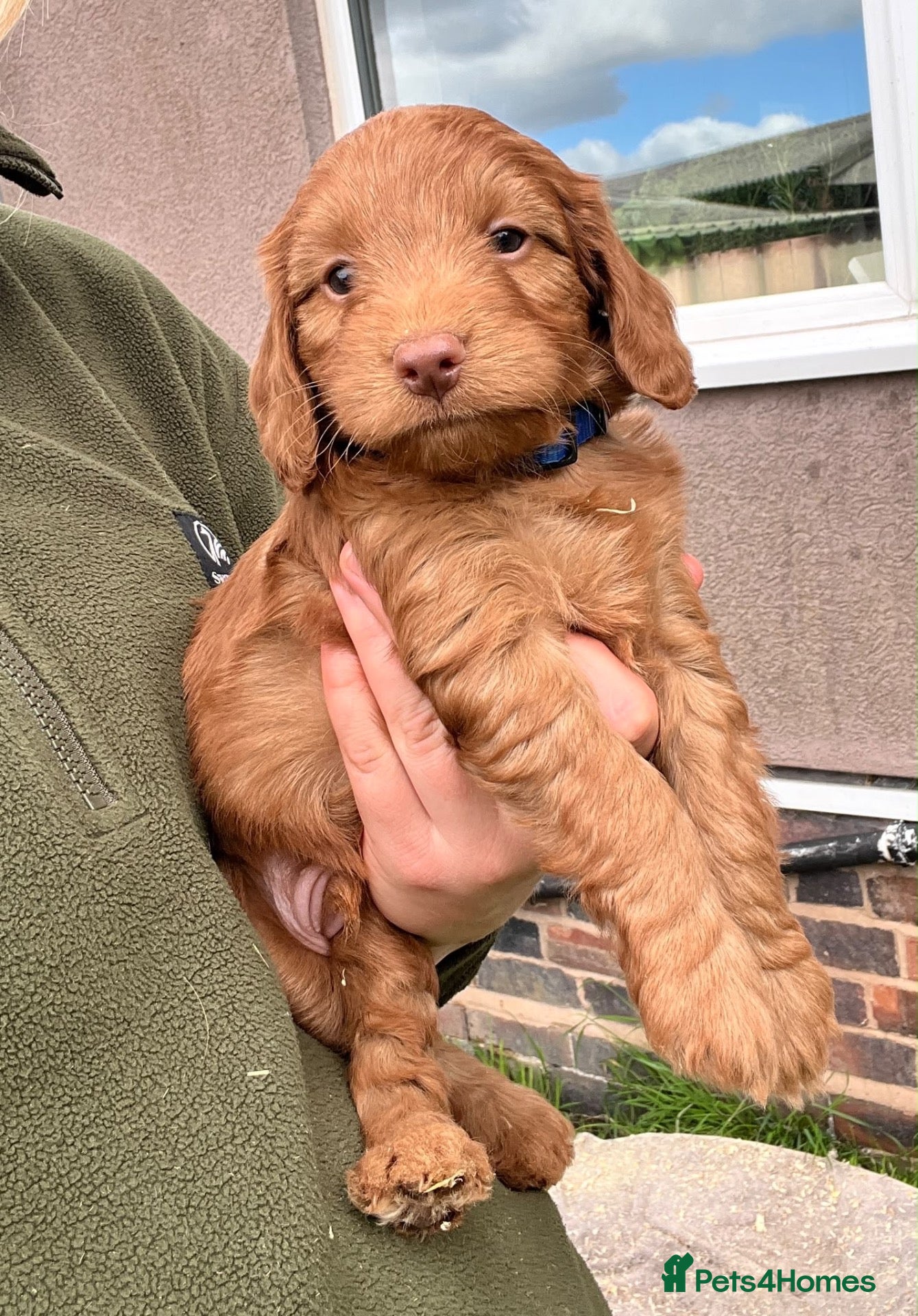 Cockapoo dogs Red/Apricot F1 Cockapoo Dog Pup  - Advert 8