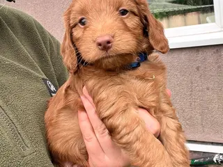 Cockapoo dogs Red/Apricot F1 Cockapoo Dog Pup - Advert 1
