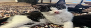 Mixed Breed 1 - Yuki