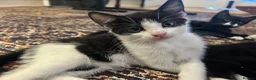 Mixed Breed cats for sale: Beautiful short-haired black and white kittens in Sudbury - Advert 5