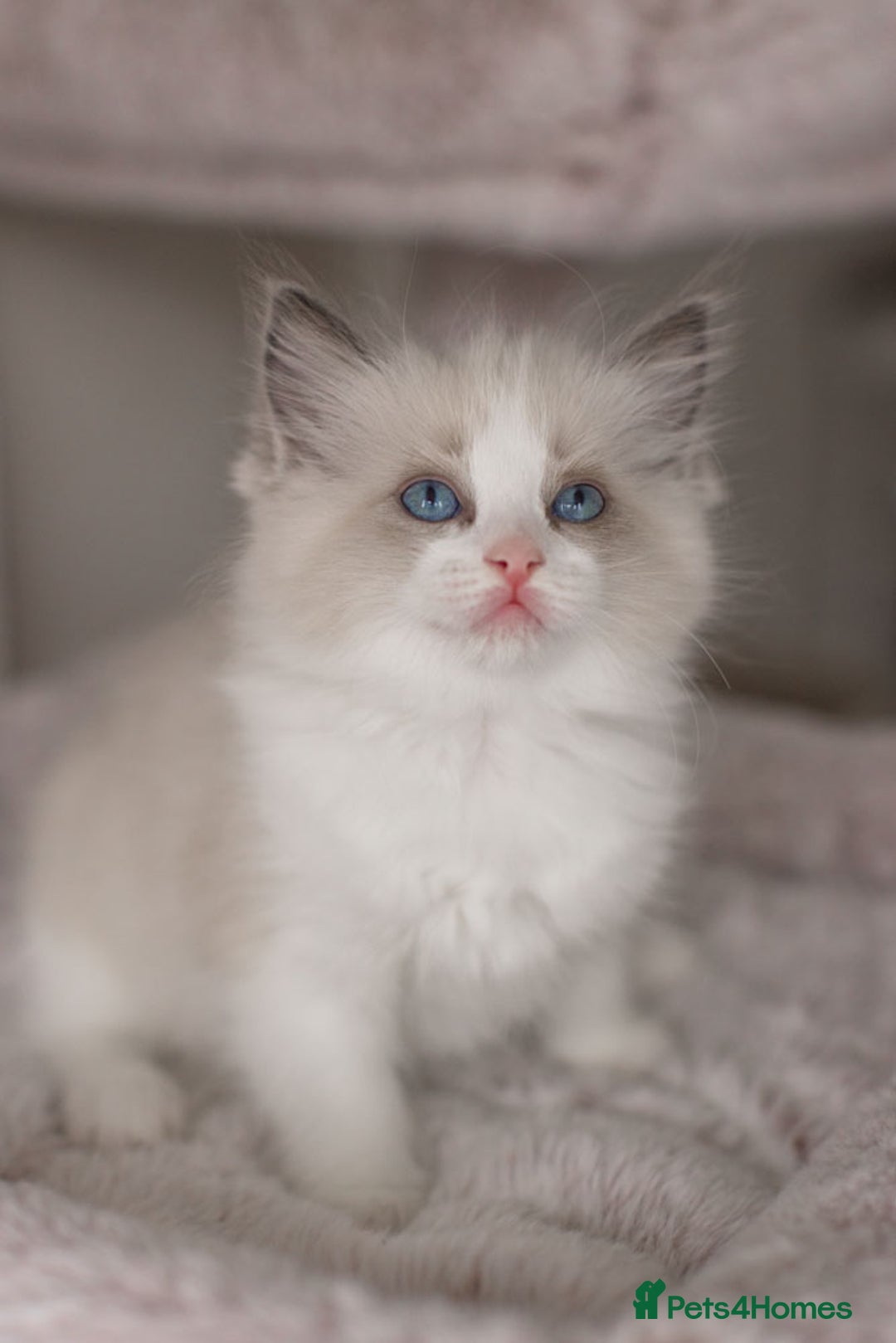 Ragdoll cats for sale: Bicolour and Lynx Ragdoll kittens - Advert 19