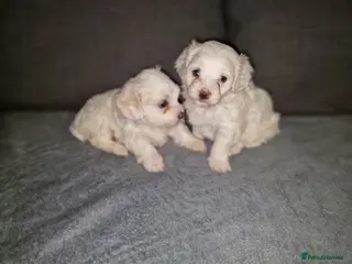 Bichon Frise dogs Pure white bichone frise - Advert 16