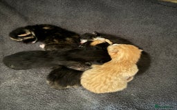 Domestic Shorthair cats for sale: 4 beautiful kittens  - Image 7