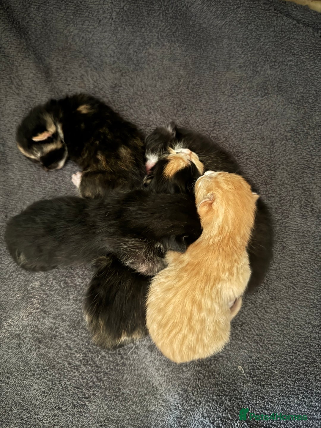 Domestic Shorthair cats for sale: 4 beautiful kittens  - Image 7