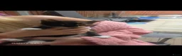 European cats for sale: Beautiful kittens  - Advert 12