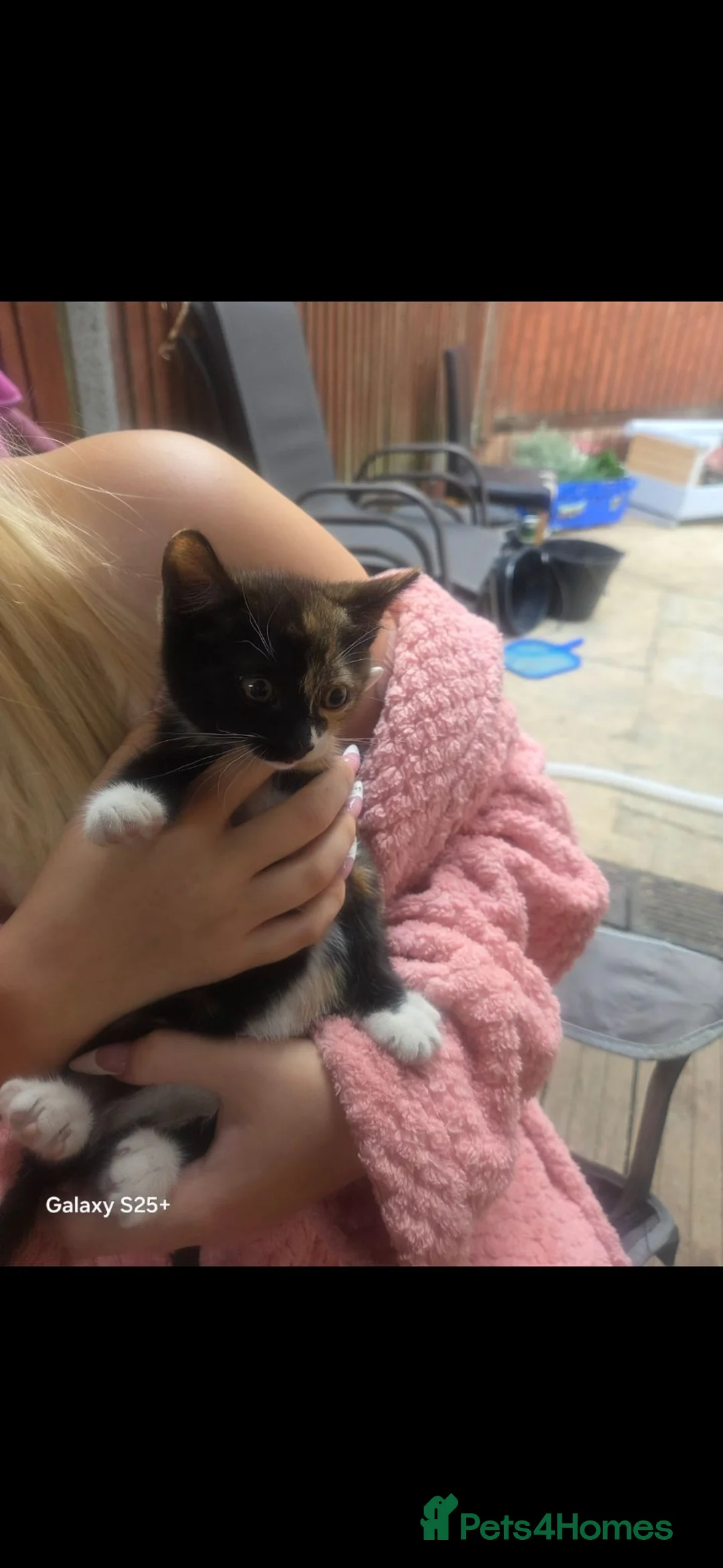 European cats for sale: Beautiful kittens  - Advert 12