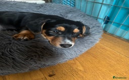 Mixed Breed dogs for sale: Jug cross Miniature Dachshund Boy  - Image 2