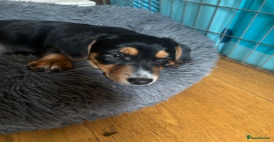 Mixed Breed dogs - Advert 15