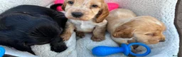 Cocker Spaniel dogs for sale: Show cocker spaniels - Advert 5