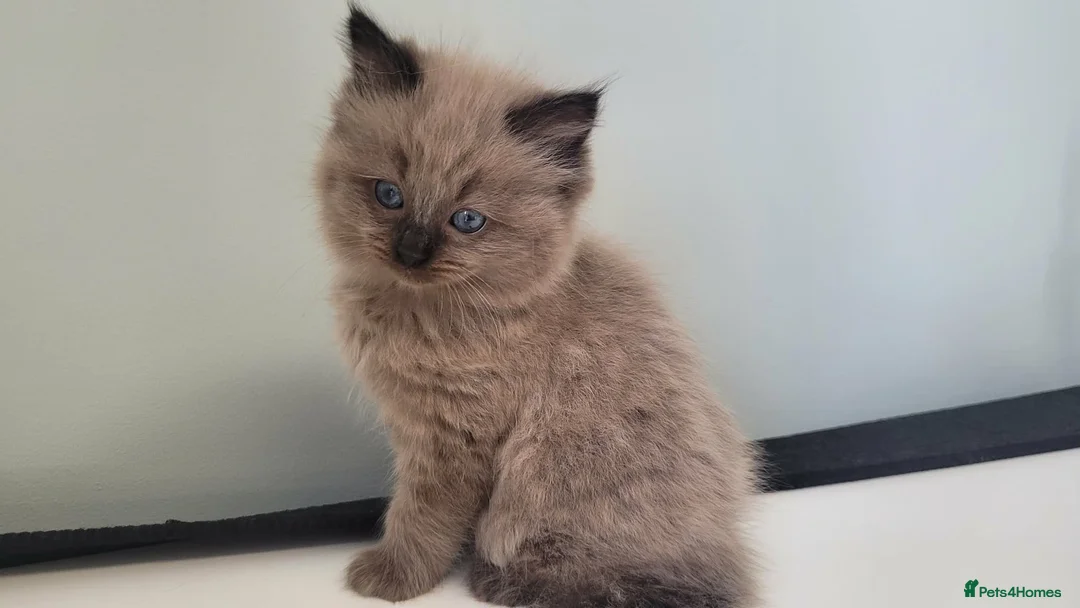Ragdoll cats for stud: 100% proven boy for stud in Wakefield - Advert 15
