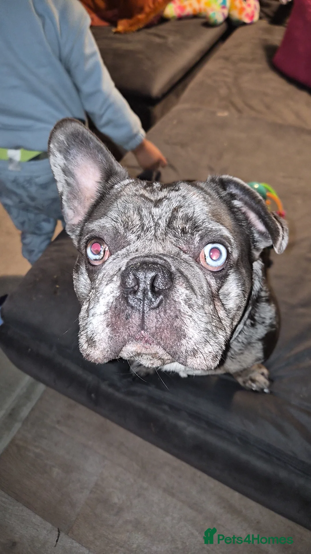 French Bulldog dogs for sale: Elvis the frenchie  - Advert 2