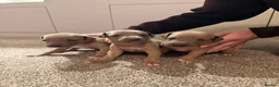 Italian Greyhound dogs for sale: Beautiful Italian Greyhound Puppies - Advert 11