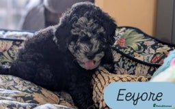 Poochon dogs for sale: Poochon pups stunning Rare colours - Image 6