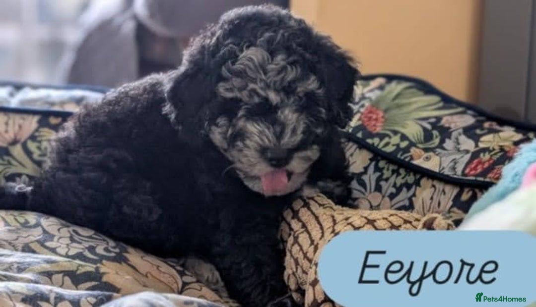 Poochon dogs for sale: Poochon pups stunning Rare colours - Image 6