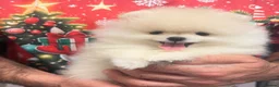Pomeranian dogs for sale: 2 Beautiful Pomeranian Boys  - Advert 7