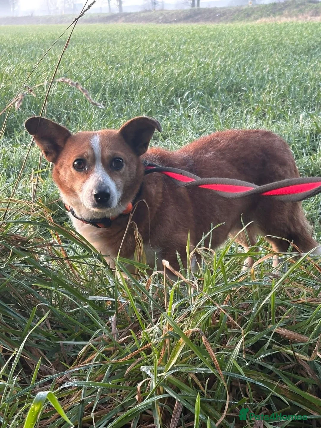 Mixed Breed dogs for adoption: Polly - Norwich Norfolk  - Advert 9