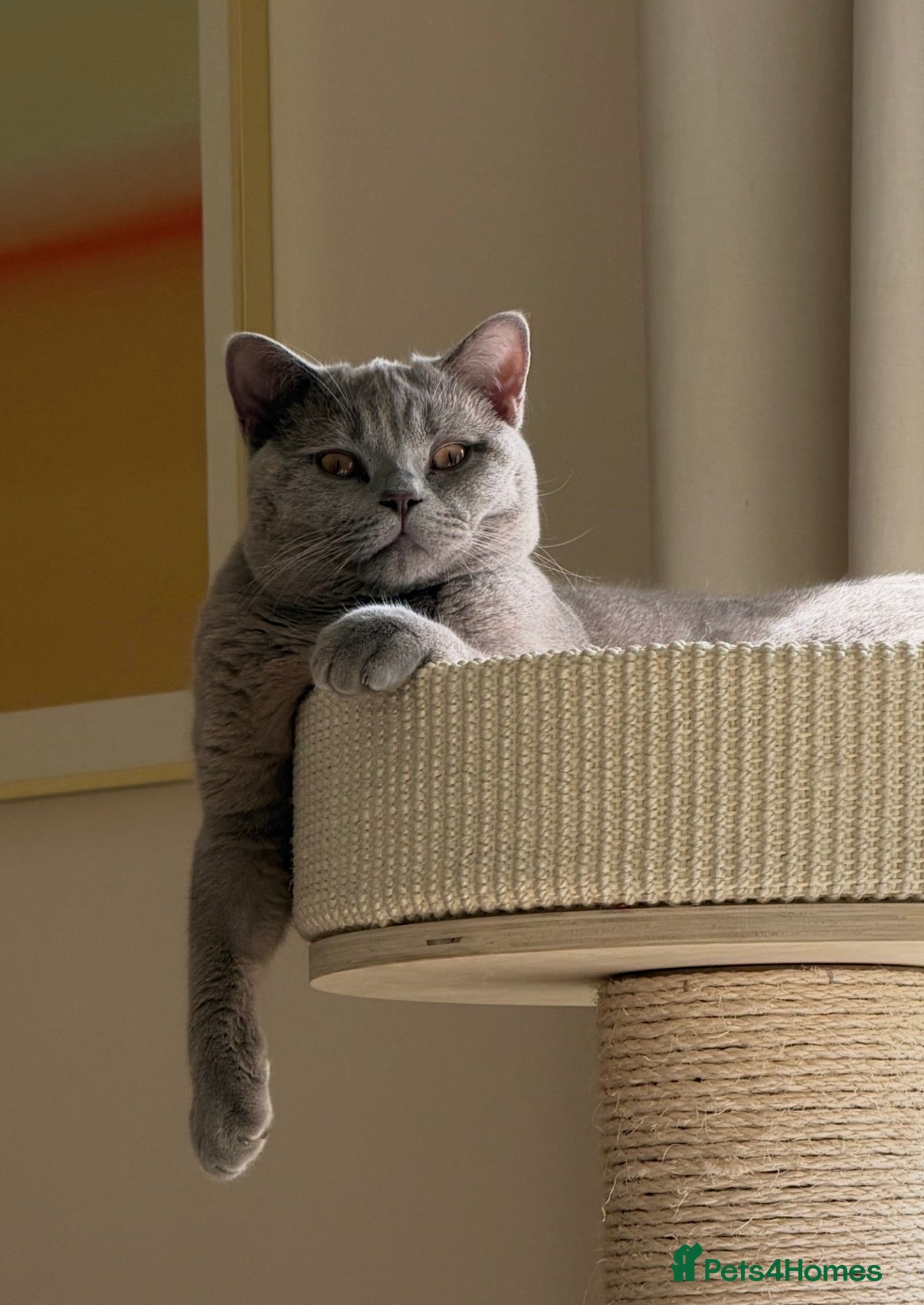 British Shorthair cats Lilac British Shorthair 8 month old - Advert 12