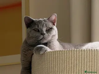 British Shorthair cats Lilac British Shorthair 8 month old - Advert 12