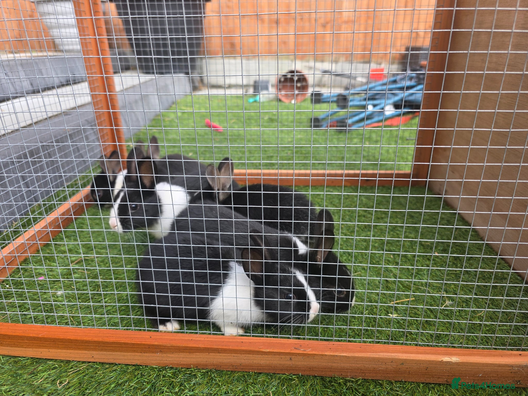 Dutch rabbits Adorable cute bunnies available, mixed gender. - Advert 9
