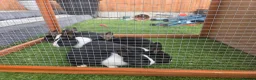 Dutch rabbits for sale: Adorable cute bunnies available, mixed gender. - Advert 1