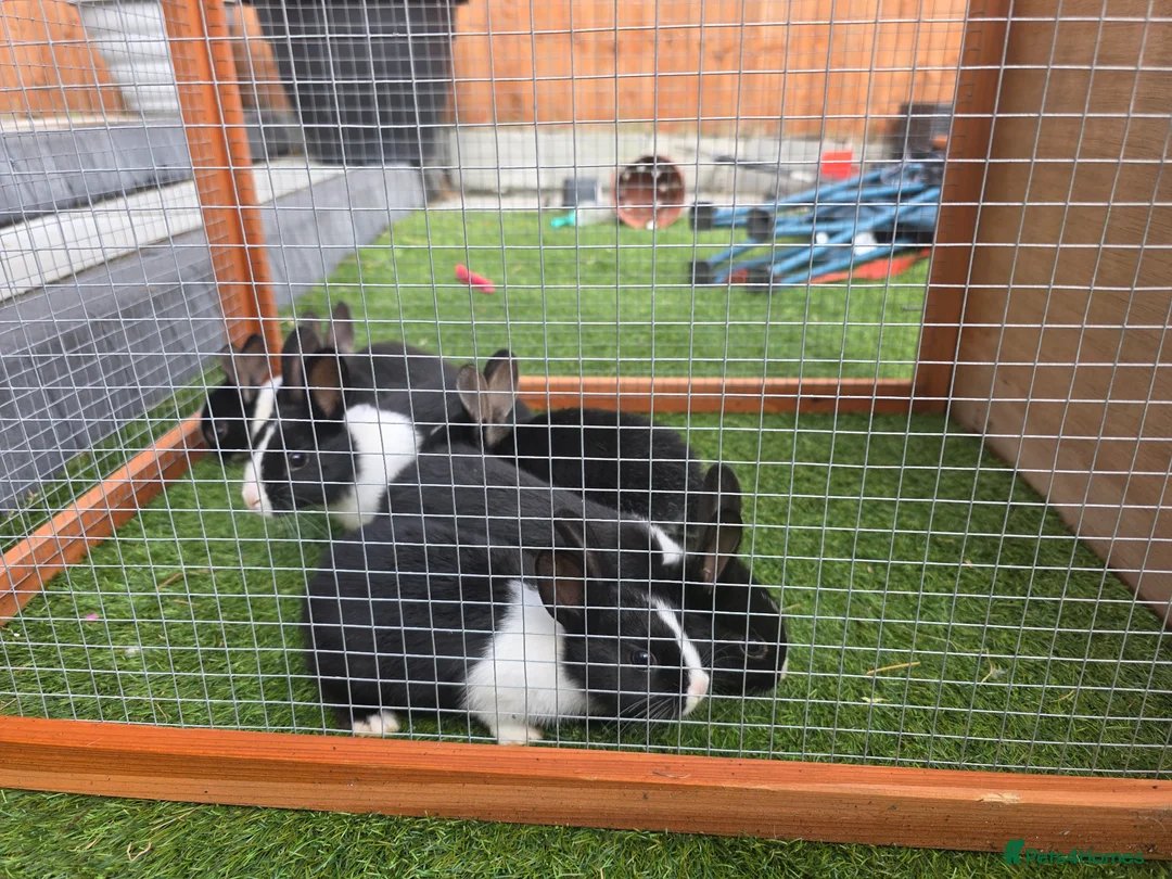 Dutch rabbits for sale: Adorable cute bunnies available, mixed gender. - Advert 1