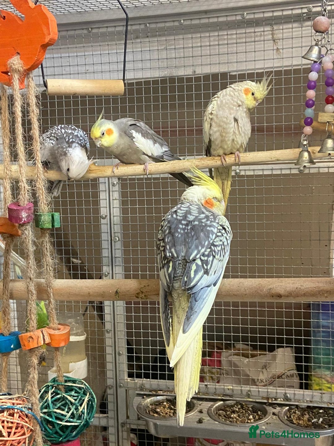 Parrots birds for sale: LOOK! BIRDS/PARAKEETS/PARROTS AVAILABLE  - Image 24
