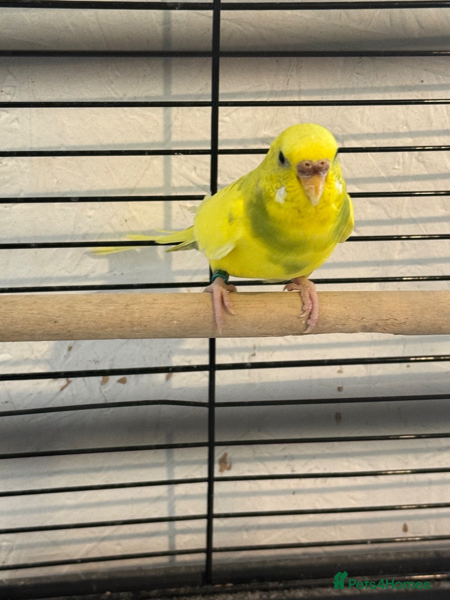 Budgerigars birds Baby budgies  - Advert 17