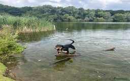 Mixed Breed dogs for sale: Beautiful dog needing forever home - Image 7