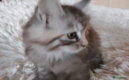 Maine Coon cats for sale: Maine coon kittens for sale  - Image 2