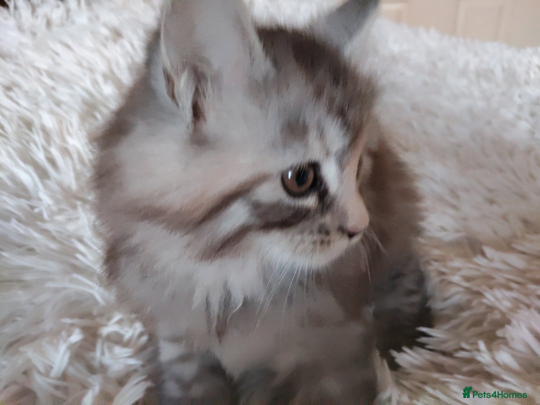 Maine Coon cats for sale: Maine coon kittens for sale  - Image 2