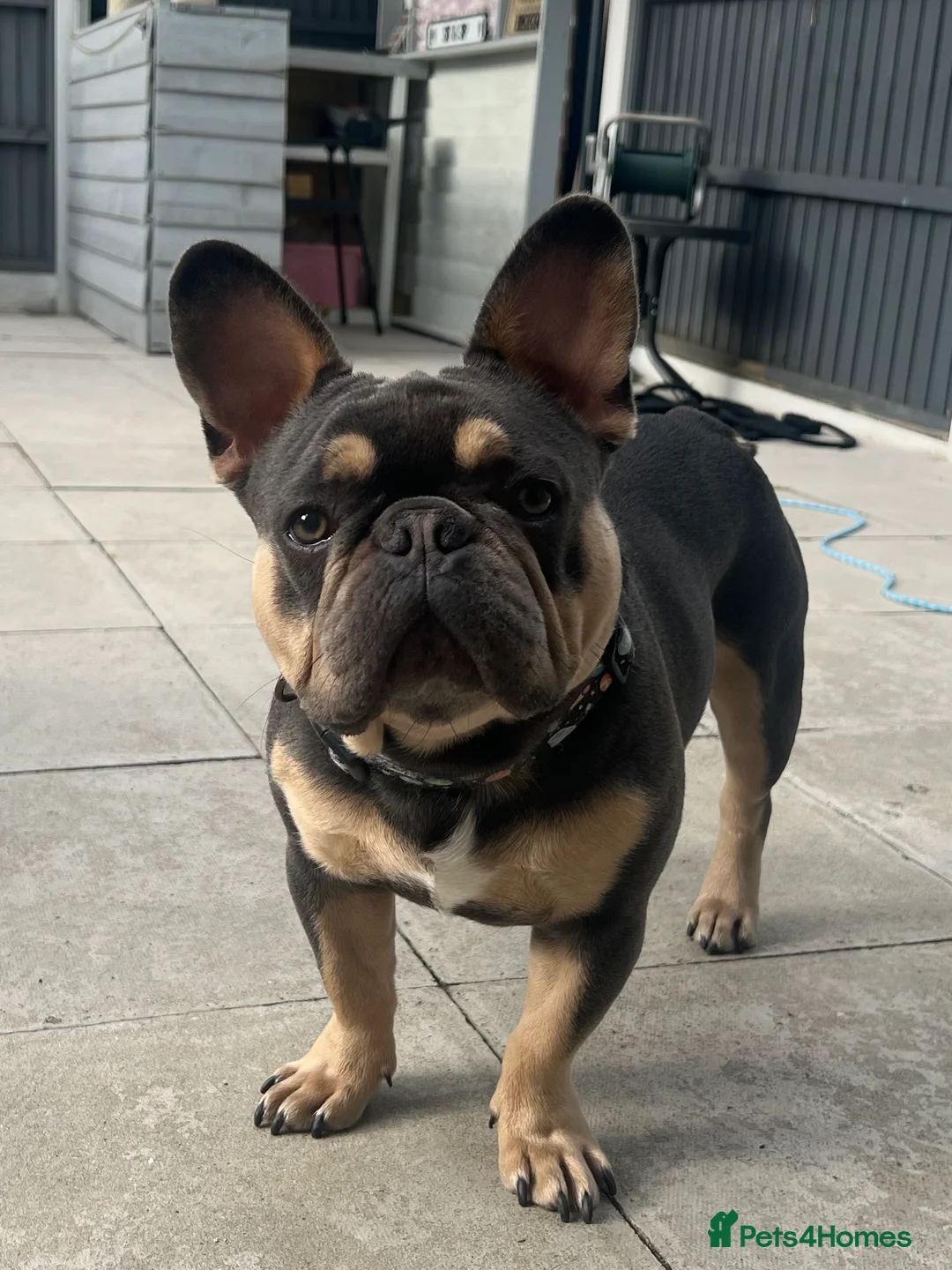 French Bulldog dogs for sale: Male French Bulldog for rehoming  - Advert 4