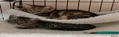 Pancake