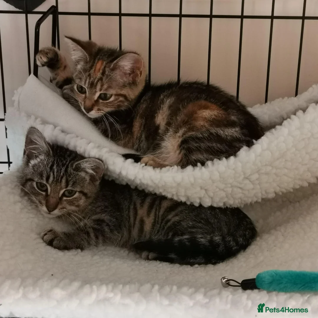 Domestic Shorthair cats for sale: Pumpkin and Pancake looking for their forever home - Advert 4